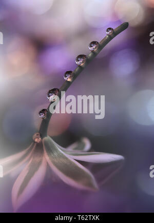 Beautiful Nature Background.Colorful Artistic Wallpaper.Natural Abstract Macro Photography.Creative Floral Art Design.Violet Color.Water Drop. Stock Photo