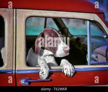 1950s POINTER DOG LOOKING OUT WINDOW PASSENGER SIDE OF WOODIE STATION WAGON  - kd493 HAR001 HARS CANINE COOPERATION MAMMAL HAR001 OLD FASHIONED Stock Photo