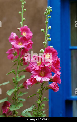 1990s PINK HOLLYHOCKS Alcea setosa FLOWERS IN FRONT OF ADOBE WALL AND BLUE WINDOW FRAME TAOS NEW MEXICO USA - kf30133 BLE001 HARS TAOS Stock Photo