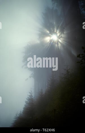 LIGHT SHINING THROUGH FIR TREES IN MIST Stock Photo - Alamy