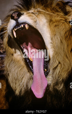 1990s MATURE MALE LION Panthera leo ROARING YAWNING  - kz4665 RSS001 HARS FANGS STRENGTH MANE PANTHERA LEO FELINE POWERFUL FANG VISAGE RISKY OPEN MOUTH HAZARDOUS ROARING CONCEPTUAL LARGE CATS TEXTURES CLOSE-UP TEXTURE YAWN FELINES GAPE PREDATOR ROAR WILD CAT WILD CATS LARGE CAT MAMMAL MAW MOUTHS WILDLIFE AGAPE CASUAL GAPING OLD FASHIONED Stock Photo