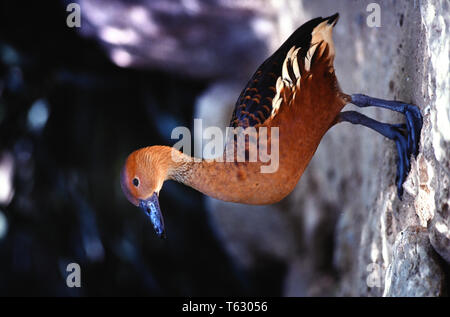 Fulvous whistling duck Stock Photo