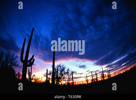 Saguaro cactus Stock Photo