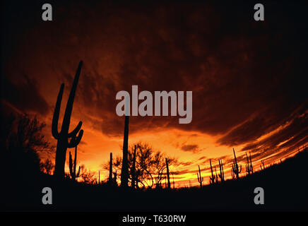 Saguaro cactus Stock Photo