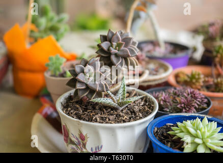 Tiny succulent plants in little garden planted in cups Stock Photo