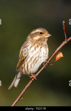 Female Purple Finch (Carpodacus purpureus) perched with a blue ...