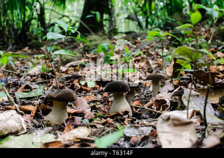 Boletaceae mushrooms in the rainforest floor Stock Photo