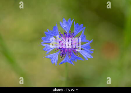 Close up of Centaurea Cyanus, better known as Bachelor's Button or Cornflower. Blooming flower with blue and purple petals. Stock Photo