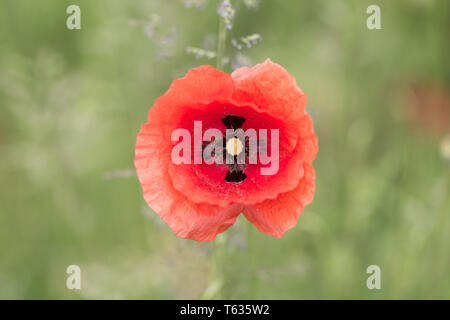 Close up of Papaver Rhoeas, bettern knowns as Corn Puppy or Common Puppy - captured in Bavaria, Germany. Red blooming flower. Stock Photo