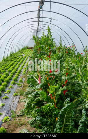 Agricultural Greenhouse on an organic farmyard, Chomerac, Ardeche, France Stock Photo