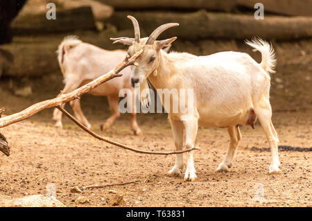 View on a goat scratching itself in a zoo on a sunny day. Stock Photo