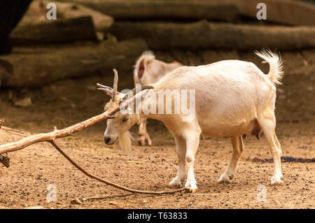 View on a goat scratching itself in a zoo on a sunny day. Stock Photo