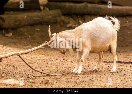 View on a goat scratching itself in a zoo on a sunny day. Stock Photo