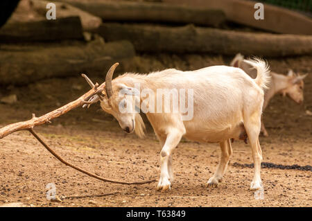 View on a goat scratching itself in a zoo on a sunny day. Stock Photo