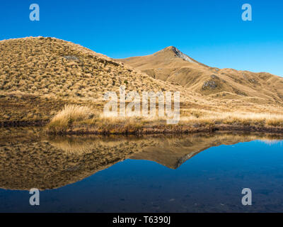 Above the treeline, tussock country reflection in alpine tarn, Mt Burns Track, Fiordland National Park, Southland, New Zealand Stock Photo