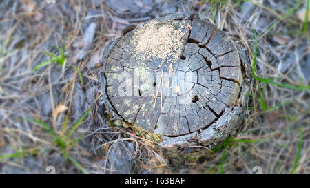 Old, Weathered and Cracked Pine Tree Stump with Moss, Yellow Pine Needles and Insect Holes in a Coniferous Forest on a Summer Day. Top-down View Stock Photo