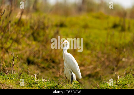 The great egret (Ardea alba), also known as the common egret, large egret, or (in the Old World) great white egret[2] or great white heron[3][4][5] is Stock Photo