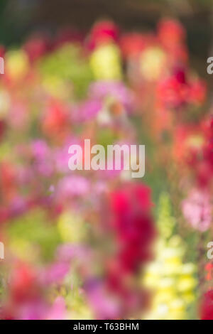 Floral pattern flower background seamless. Stock Photo