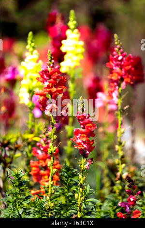 Snapdragon, Antirrhinum majus, is native to parts of China and the US.Its name comes from the pinchable blossoms that open and close like the mouths o Stock Photo
