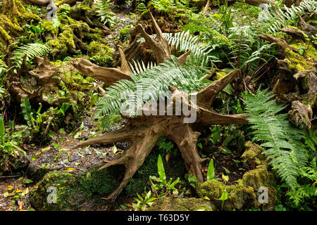 old dead tree stumps on a forest floor surrounded by ferns. Stock Photo