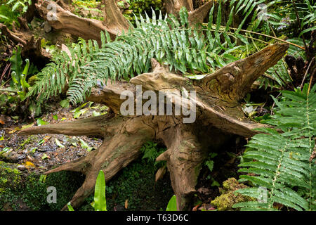 old dead tree stumps on a forest floor surrounded by ferns. Stock Photo