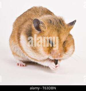 Golden hamster Stock Photo