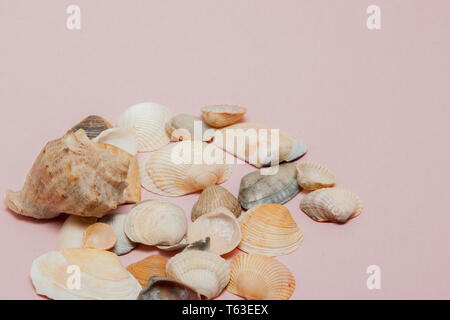 Seashells on pink background with copy space. Stock Photo