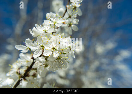 Branch with white flowers on a fruit tree and blue sky - spring view Stock Photo