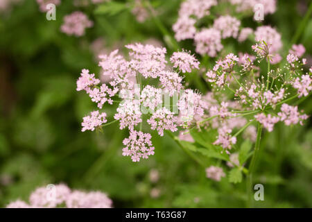 Chaerophyllum hirsutum 'Roseum' flowers. Stock Photo