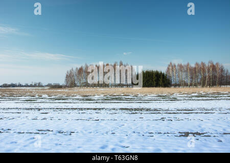 Melting snow on a field of trees growing in a row and clear blue sky Stock Photo