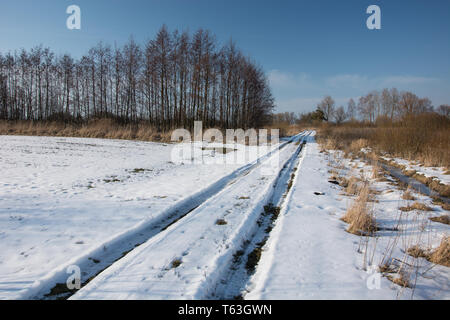 Traces of wheels on a snow-covered dirt road. Trees growing in a row and blue sky Stock Photo