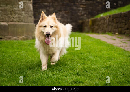 White Alsation German Shepherd Dog Stock Photo 27457978 Alamy