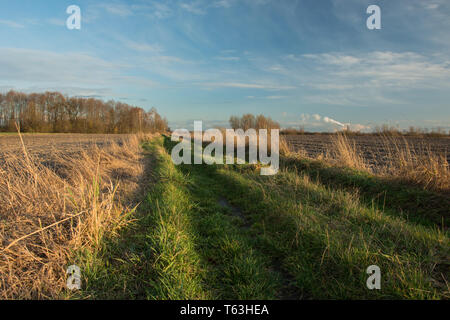 Rural road with grass, plowed fields, a copse with trees without leaves and clouds on a blue sky Stock Photo