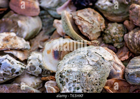 Empty oyster shells lay on the beach, Aug. 29, 2013, in Bayou La Batre, Alabama. Stock Photo