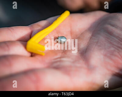 The tick engorged with blood moves and tick removal tool on the man hand close up, swollen tick stirs in the palm of a man removed from the dog. Stock Photo