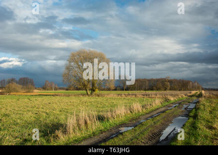 Puddles on dirt road through fields, willow tree without leaves and forest in the distance, rainy clouds on the sky Stock Photo