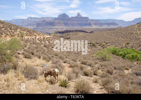 Bighorn sheep in the way to Plateau Point on the Grand Canyon, Arizona, USA Stock Photo