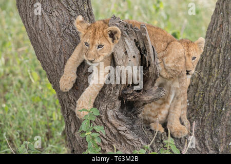Lion cubs climbing in tree, Tanzania Stock Photo