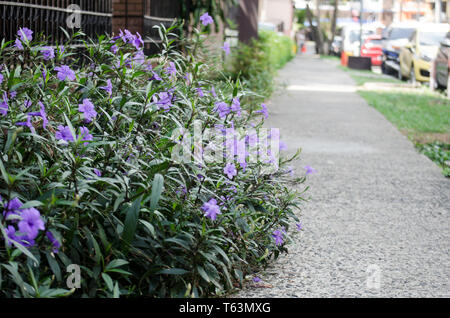 Petunia mexicana Stock Photo