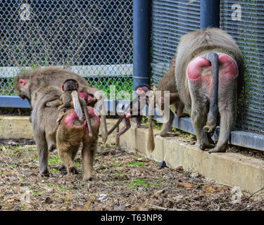 Animals at Melbourne Zoo Stock Photo