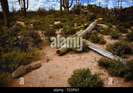 Saguaro cactus death Stock Photo