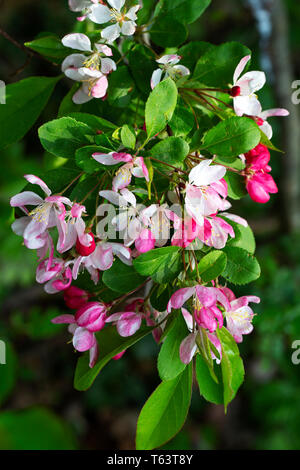 Japanese Flowering Crabapple (Malus floribunda) Stock Photo