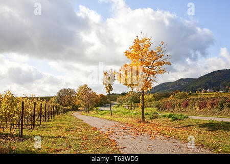 Autumn on the German Wine Route Stock Photo