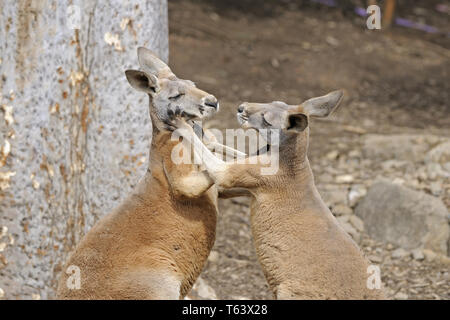 Big red kangaroo [Macropus rufus], Australia Stock Photo