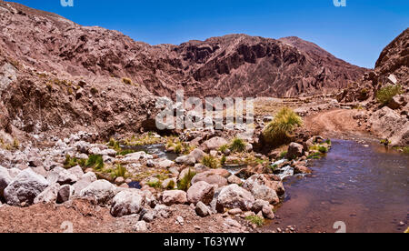 Surprisingly  snow melting on the high volcanoes supports rivers in the Atacama desert giving  lush pasture in  valleys to allow pastoral agriculture. Stock Photo