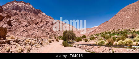 Surprisingly  snow melting on the high volcanoes supports rivers in the Atacama desert giving  lush pasture in  valleys to allow pastoral agriculture. Stock Photo