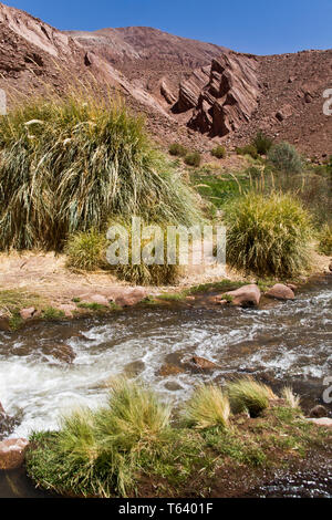 Surprisingly  snow melting on the high volcanoes supports rivers in the Atacama desert giving  lush pasture in  valleys to allow pastoral agriculture. Stock Photo