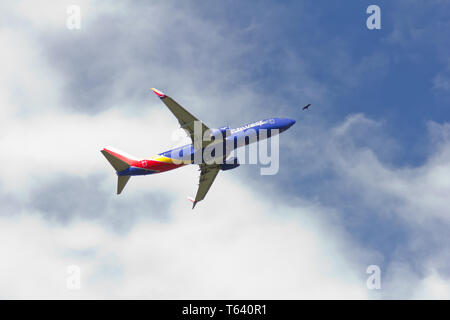 Southwest Airlines Flight Number WN4266 (Tail Number N8656B) taking off from Baltimore/Washington International Thurgood Marshall Airport (BWI) on 20 April 2019, as viewed from Glen Burnie, Maryland; its nose looking to be headed straight toward a soaring bird, possibly a turkey vulture. The plane, scheduled to depart for Las Vegas, Nevada at 3:45 P.M. EDT, is pictured at 3:48 P.M. EDT, against blue sky and fair weather cumulus clouds. Per the U.S. Federal Aviation Administration, there have been four 'wildlife strikes' this year between birds and airplanes/aeroplanes at BWI as of 28 February. Stock Photo