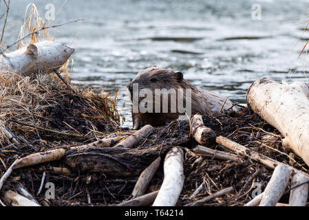 A large adult beaver climbing up the beaver towards the viewer Stock Photo