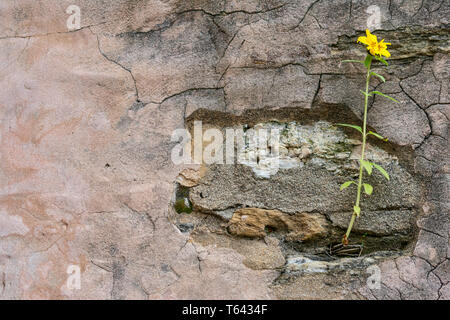 Yellow flower growing on crack grunge wall. Yellow beautiful flower on tall green stem sprout up on old cracked wall. Symbol of strength and hope. Stock Photo